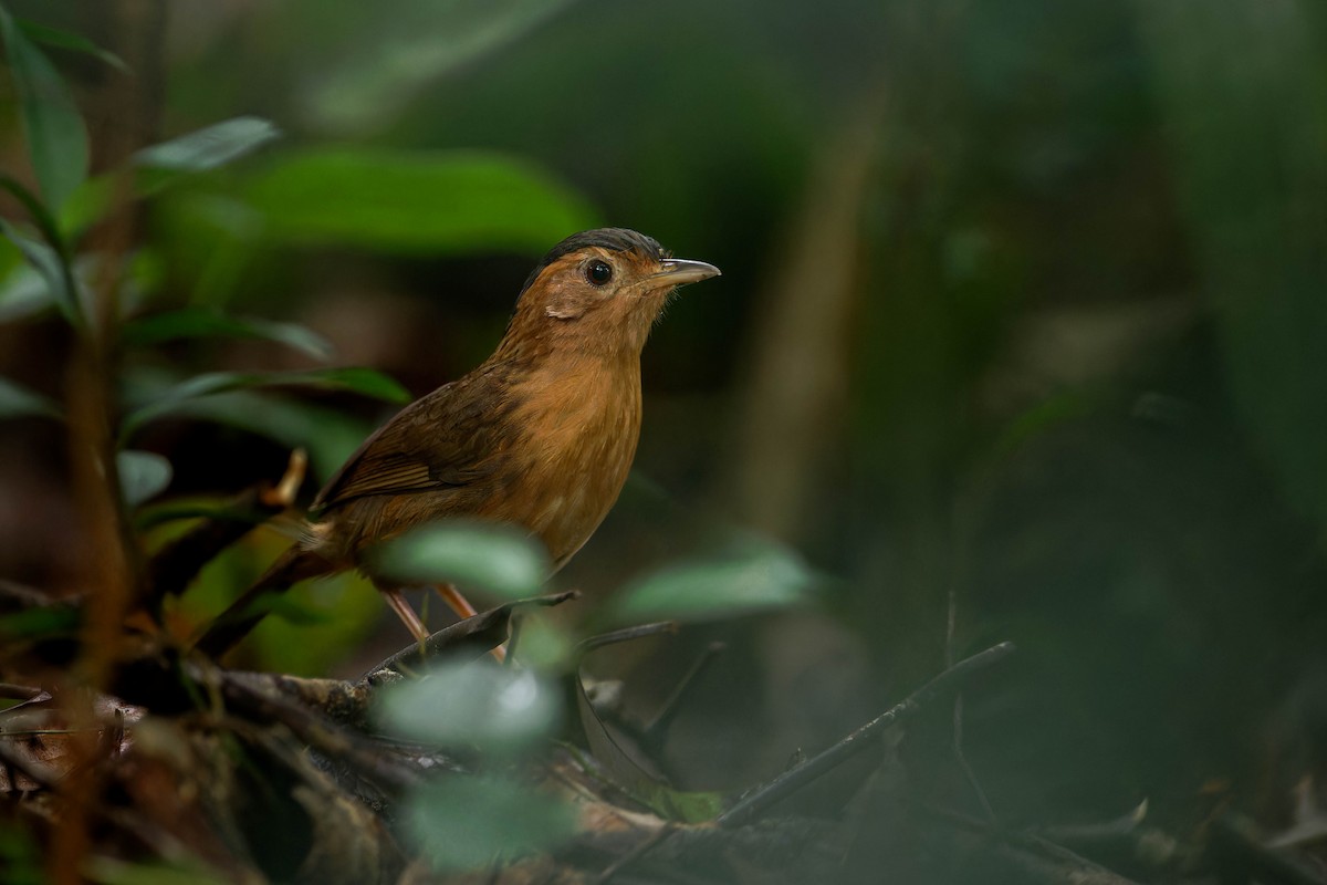 Brown-capped Babbler - ML613327650