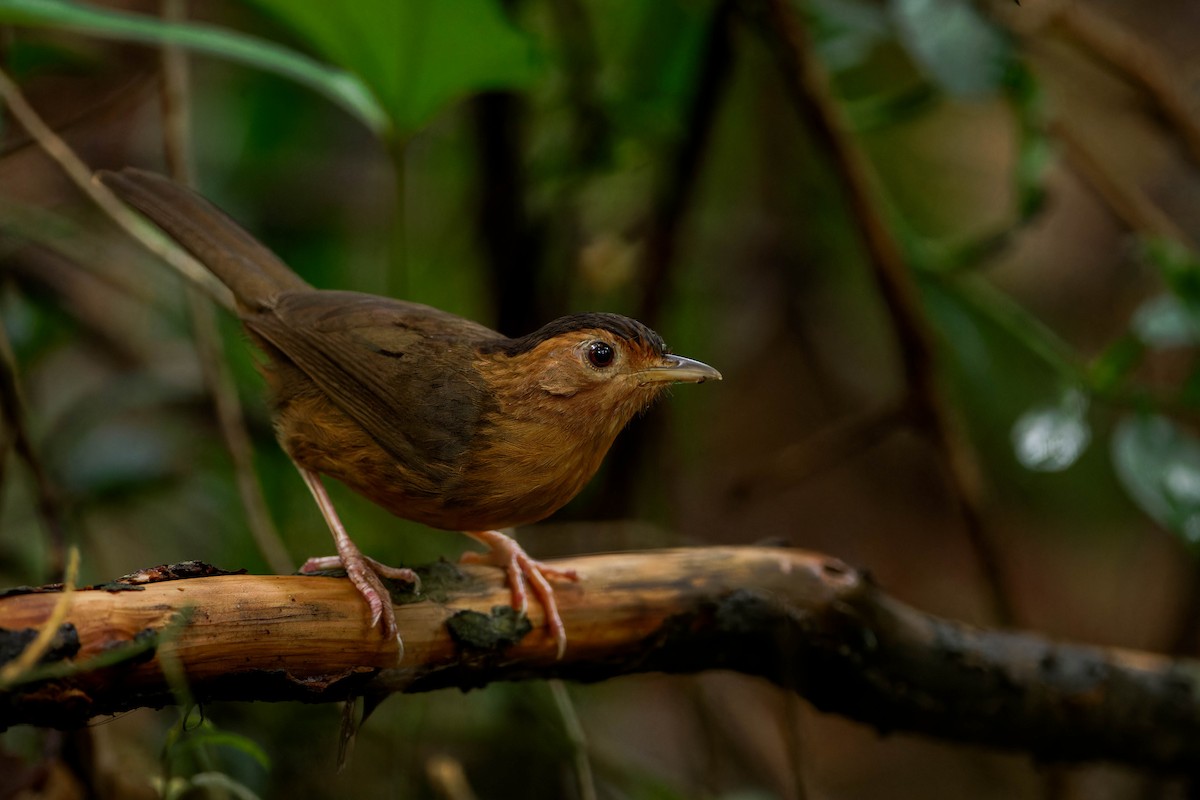 Brown-capped Babbler - ML613327651