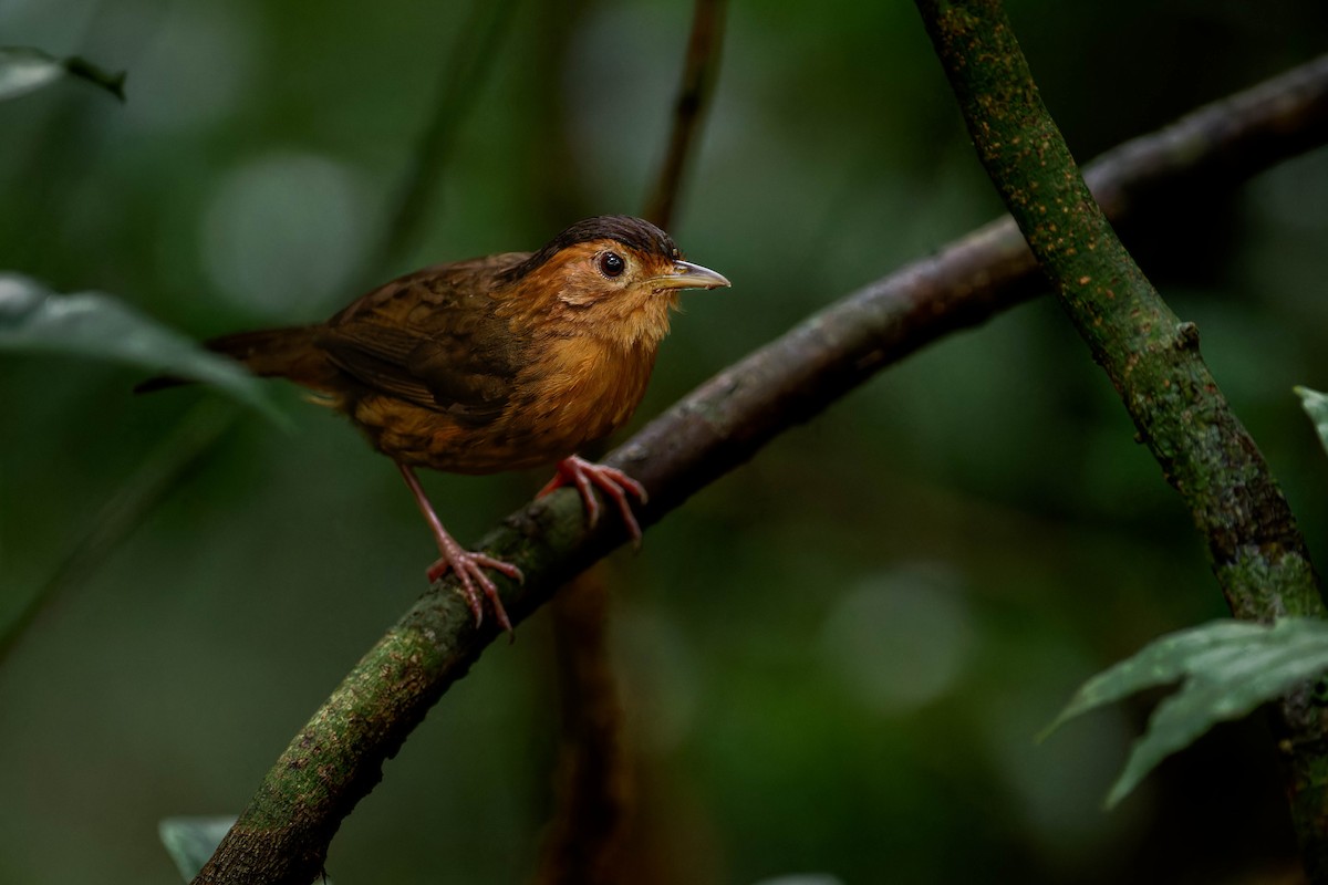 Brown-capped Babbler - ML613327652