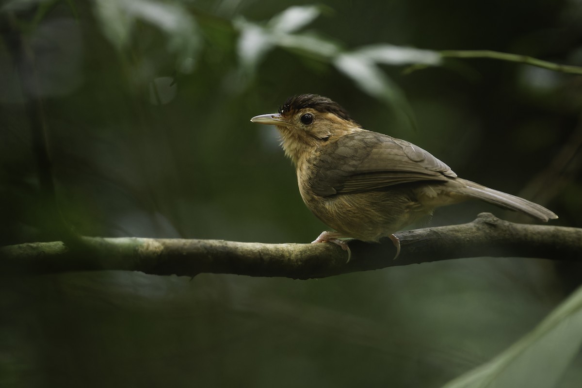 Brown-capped Babbler - ML613327653