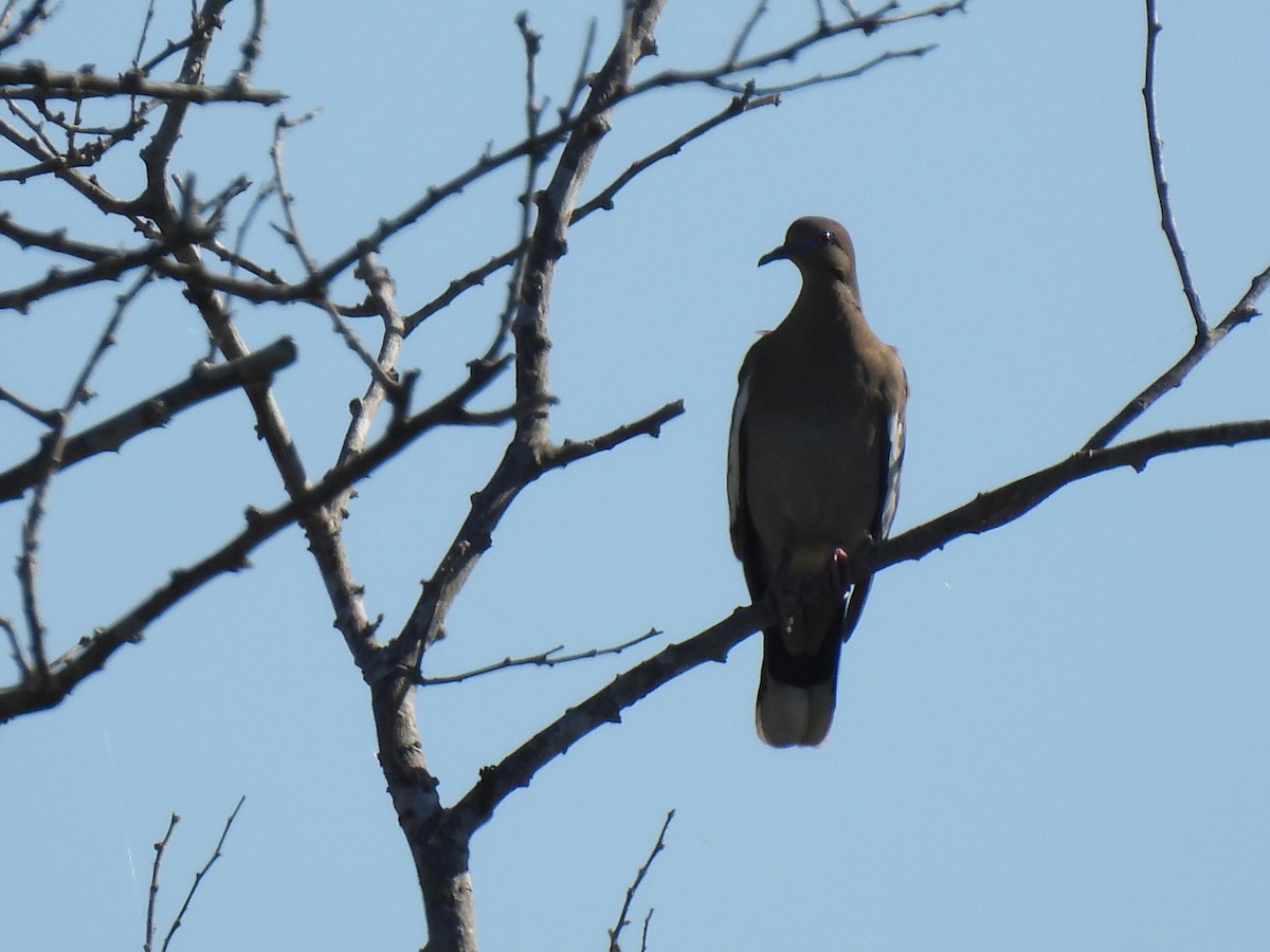 White-winged Dove - ML613327675