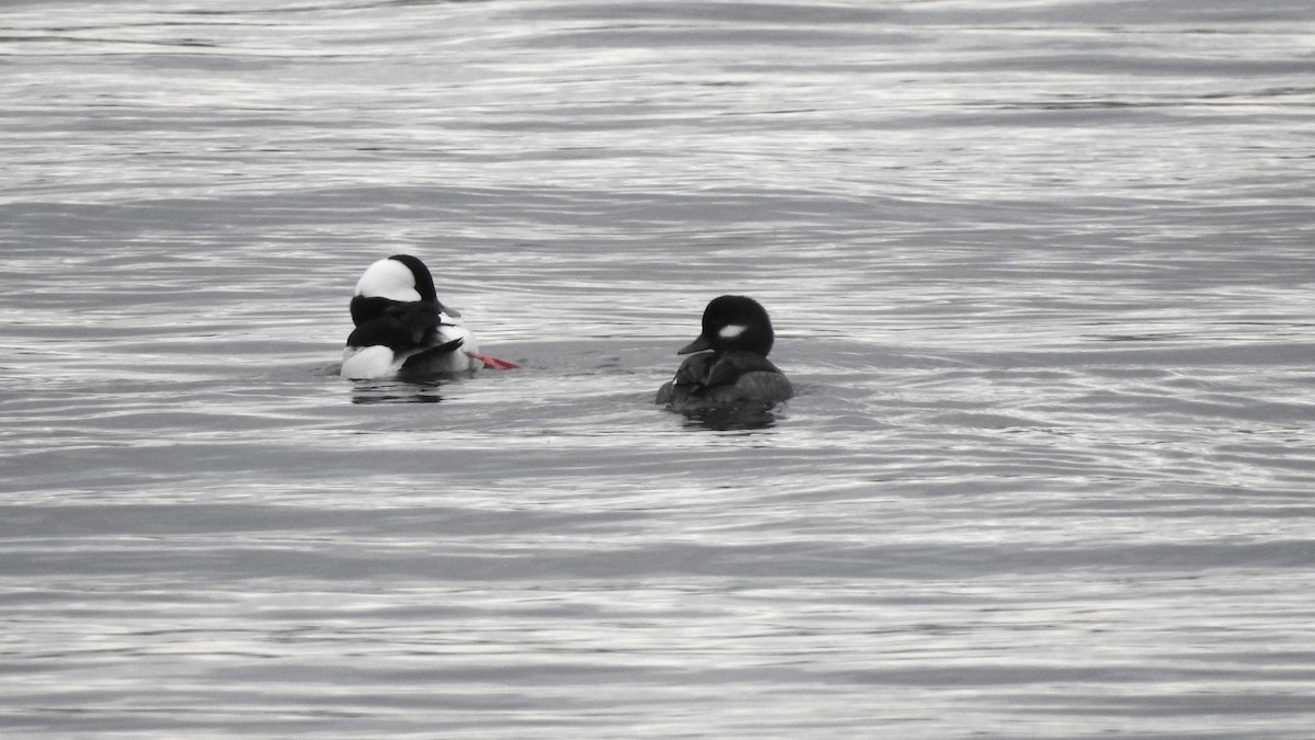 Bufflehead - ML613327679