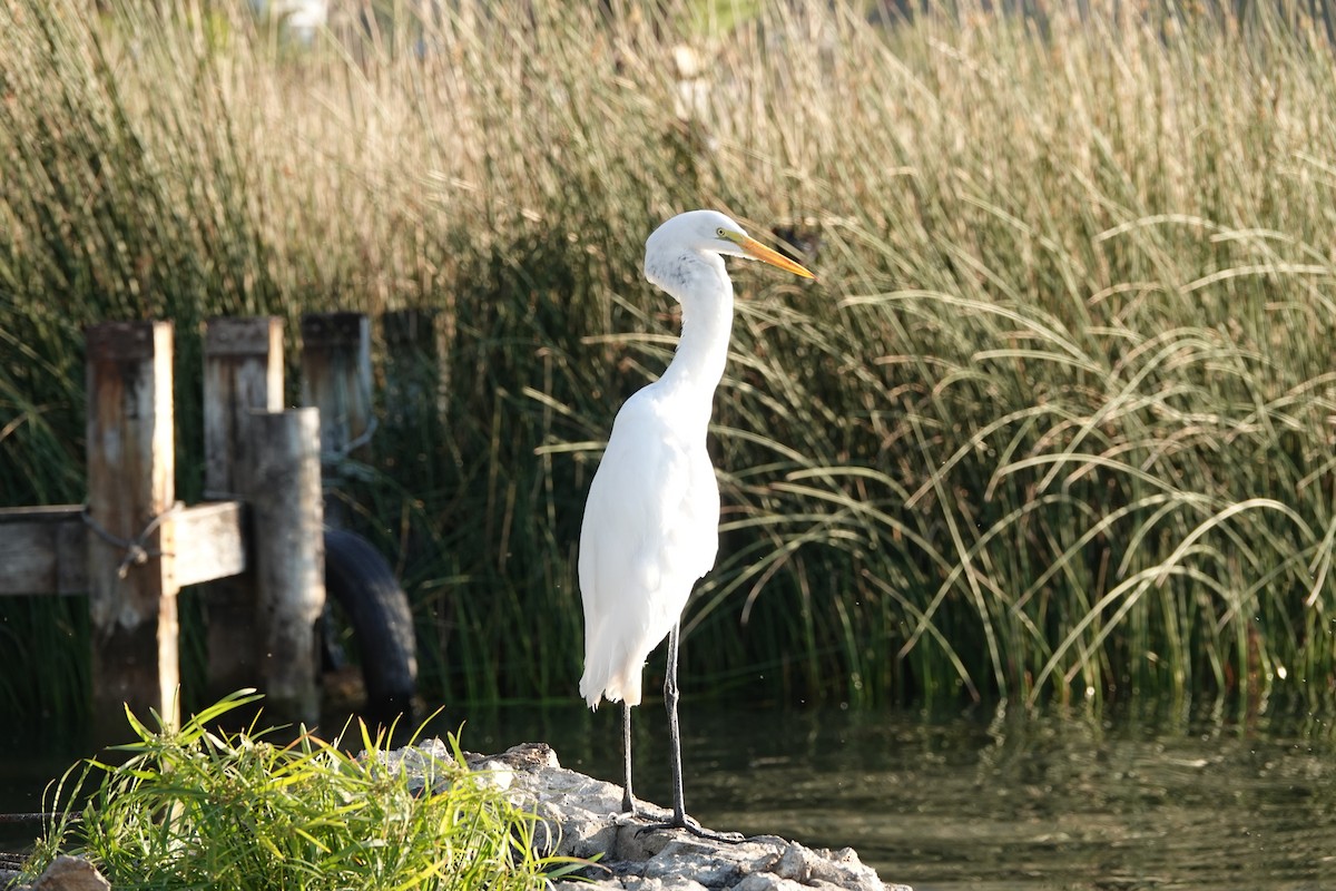 Great Egret - ML613327687