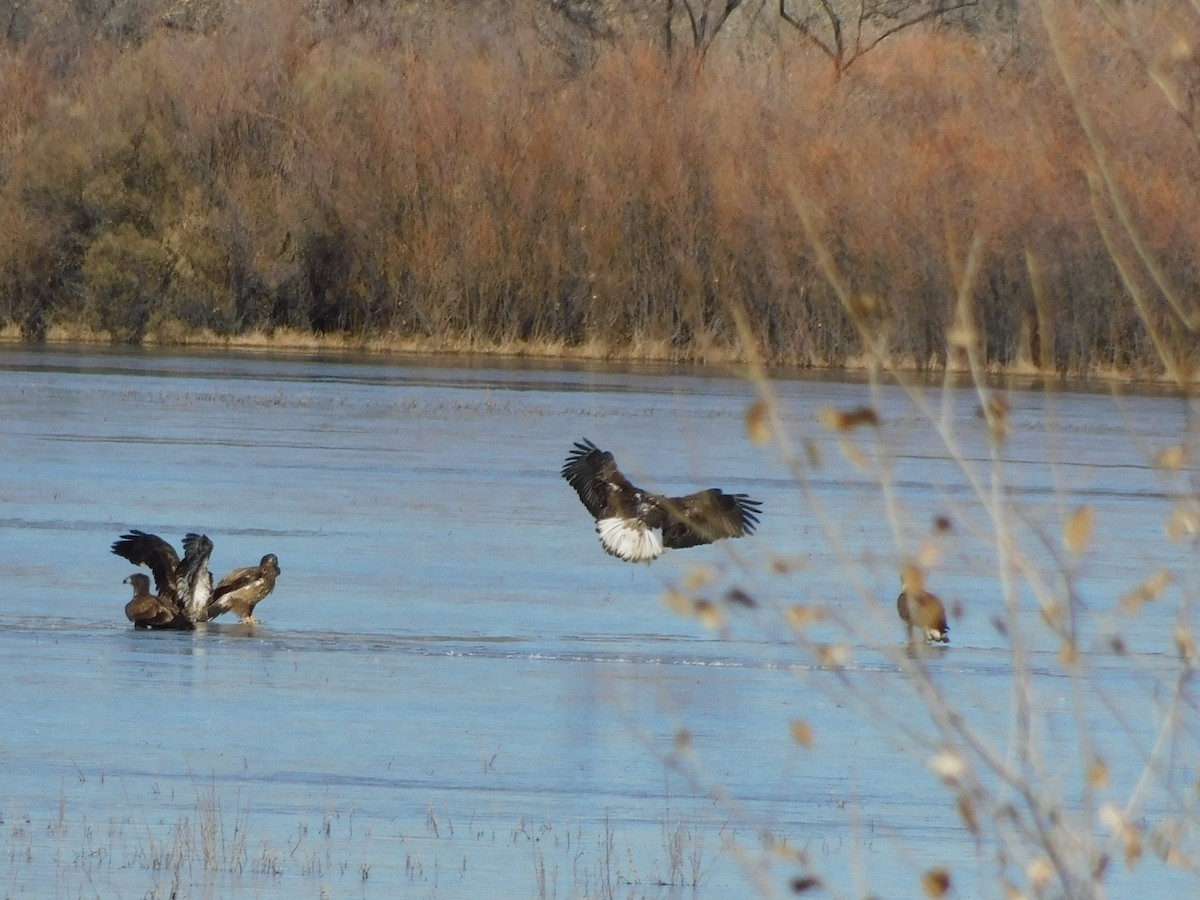 Bald Eagle - ML613327702