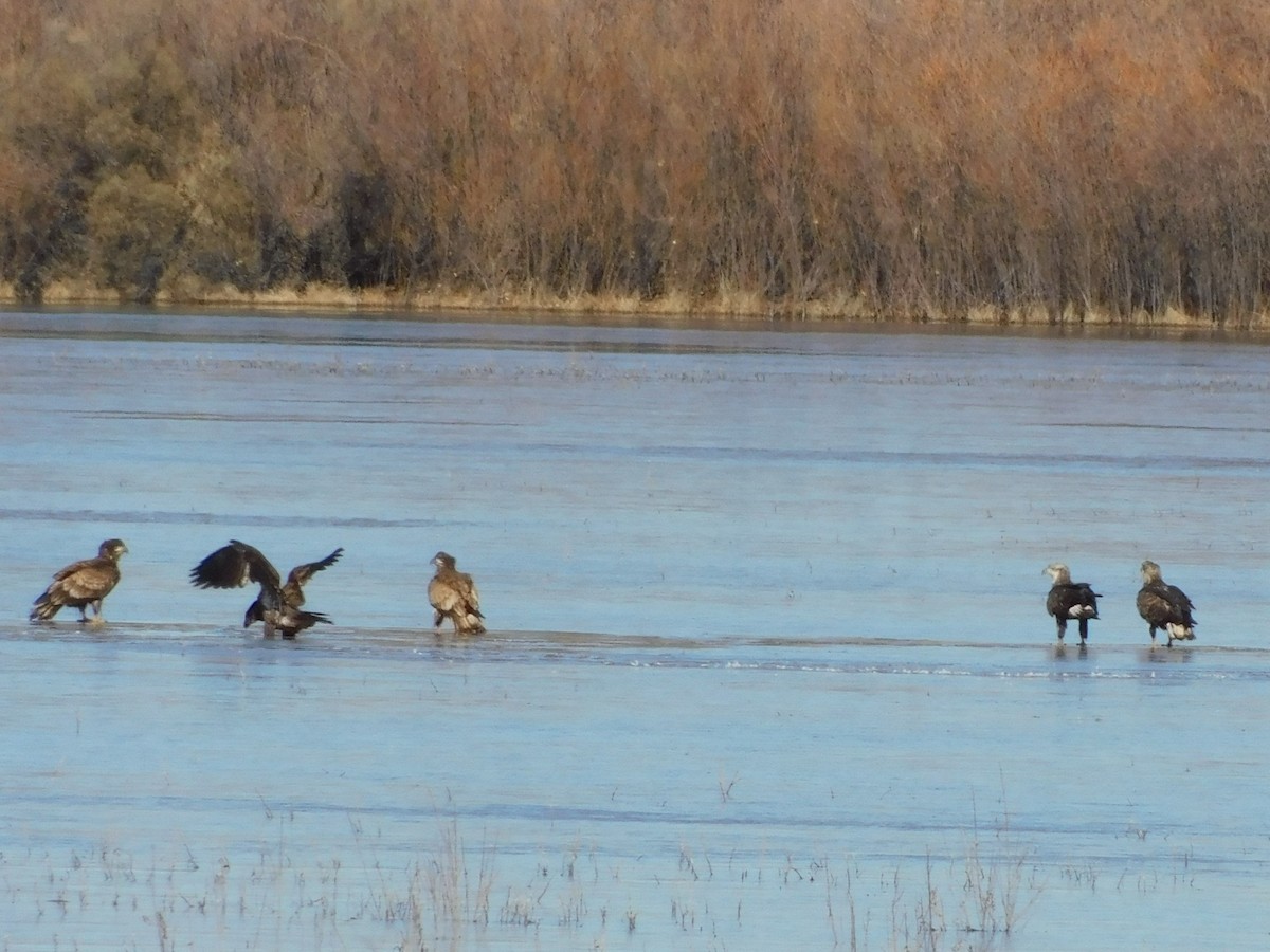 Bald Eagle - ML613327704