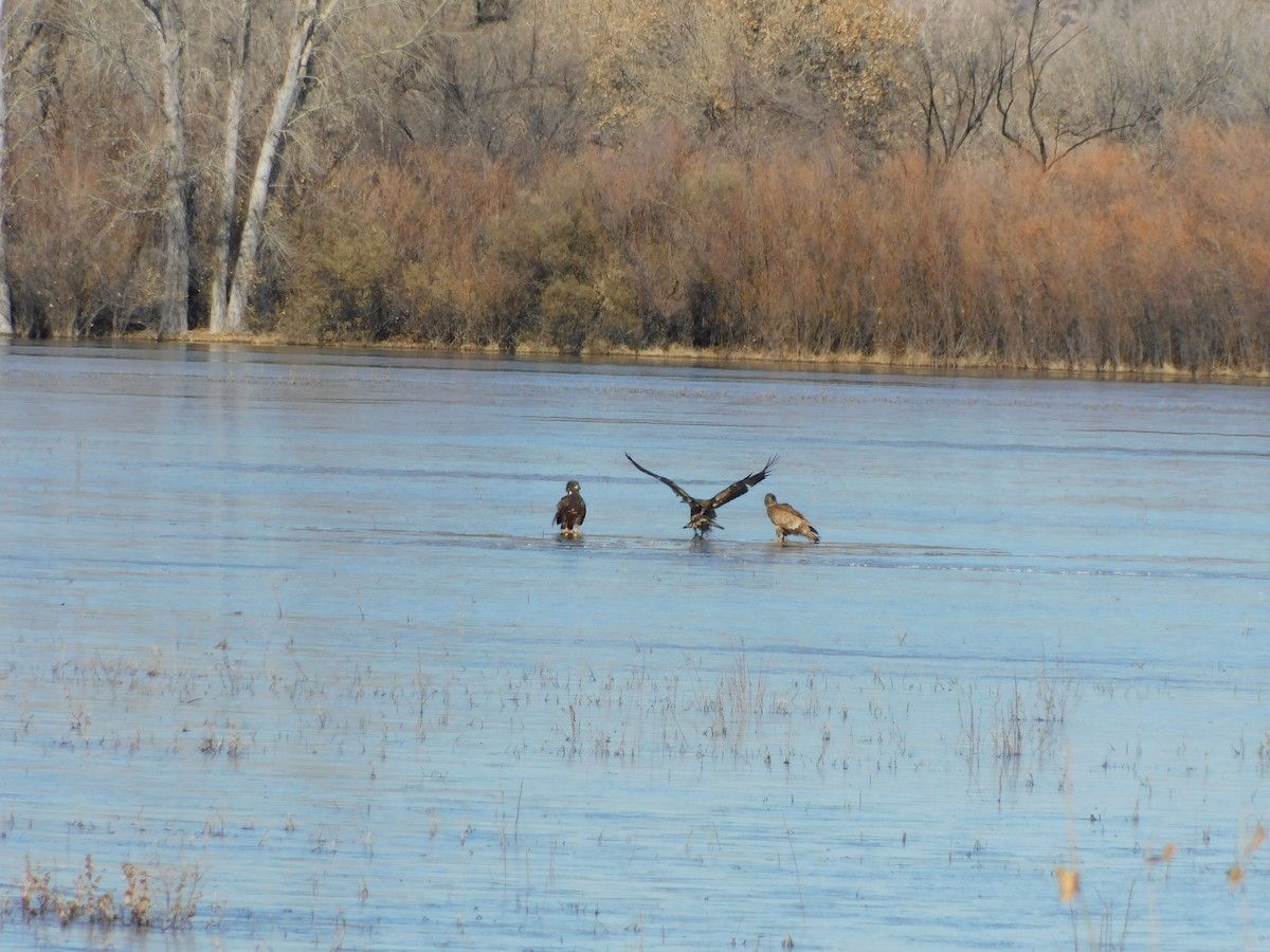 Bald Eagle - ML613327750