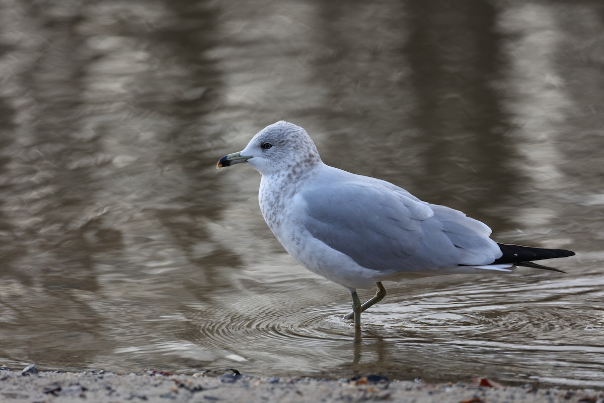 Ring-billed Gull - ML613327759