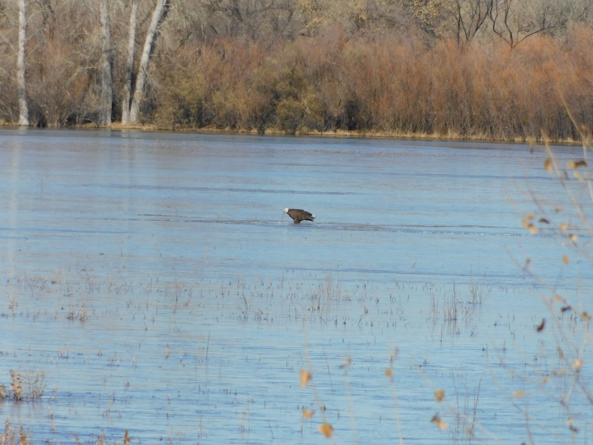 Bald Eagle - ML613327764