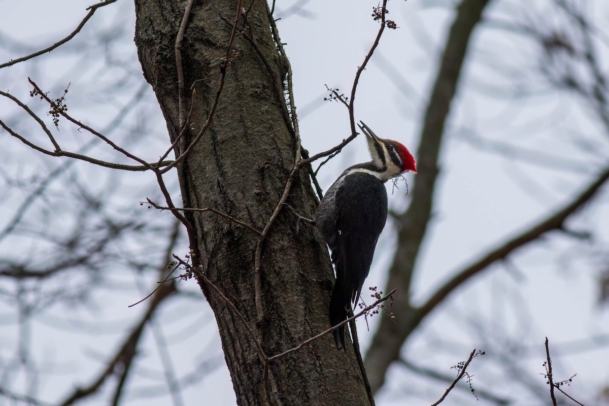 Pileated Woodpecker - ML613327778