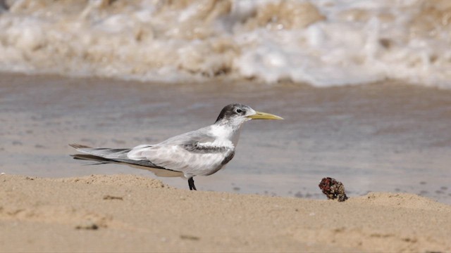 鳳頭燕鷗 - ML613327878