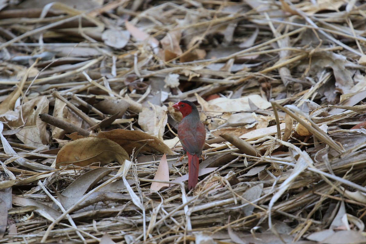 Crimson Finch (Black-bellied) - ML613327923
