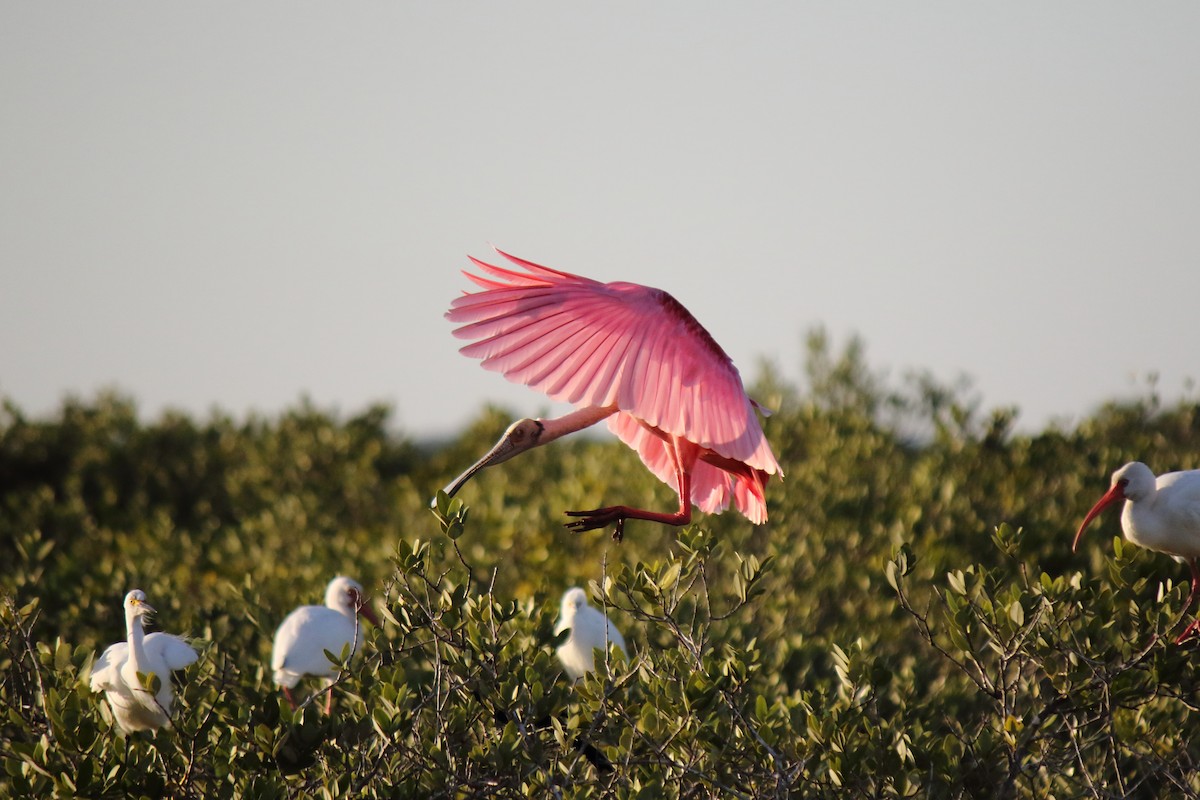 Roseate Spoonbill - Salvador Barraza