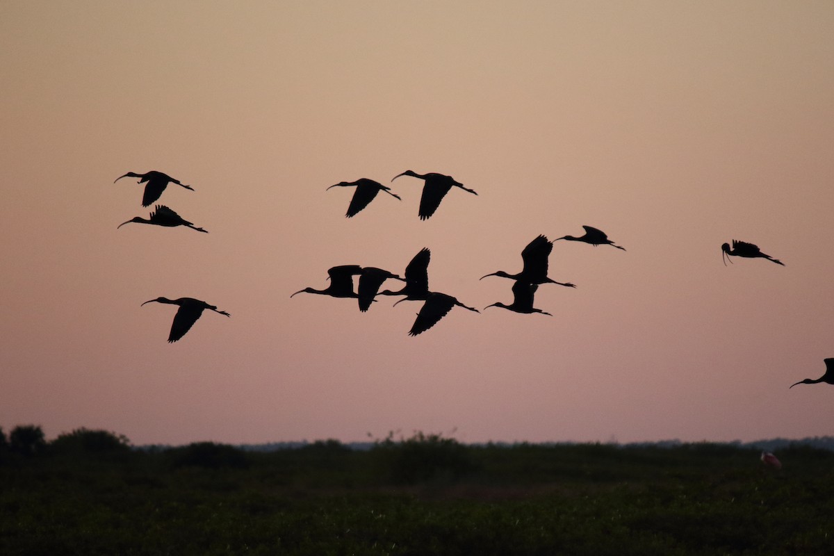 White Ibis - ML613327943