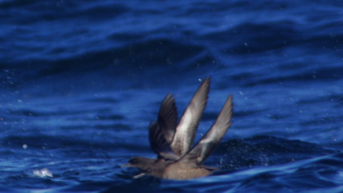 Sooty Shearwater - ML613327986