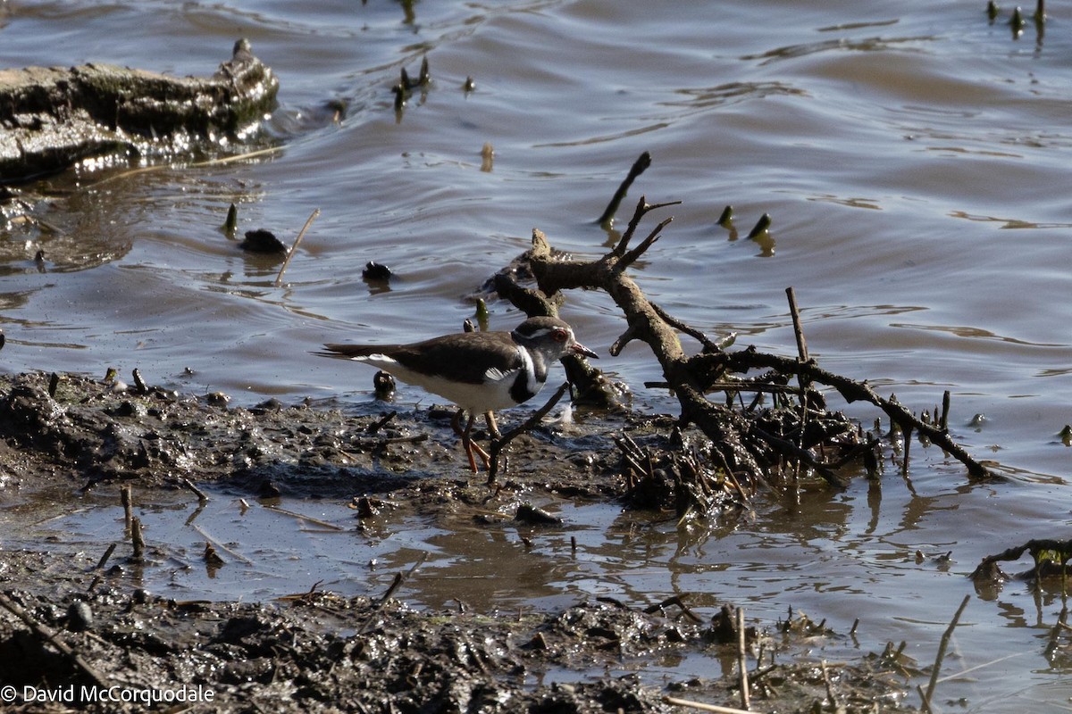 Three-banded Plover - ML613327999