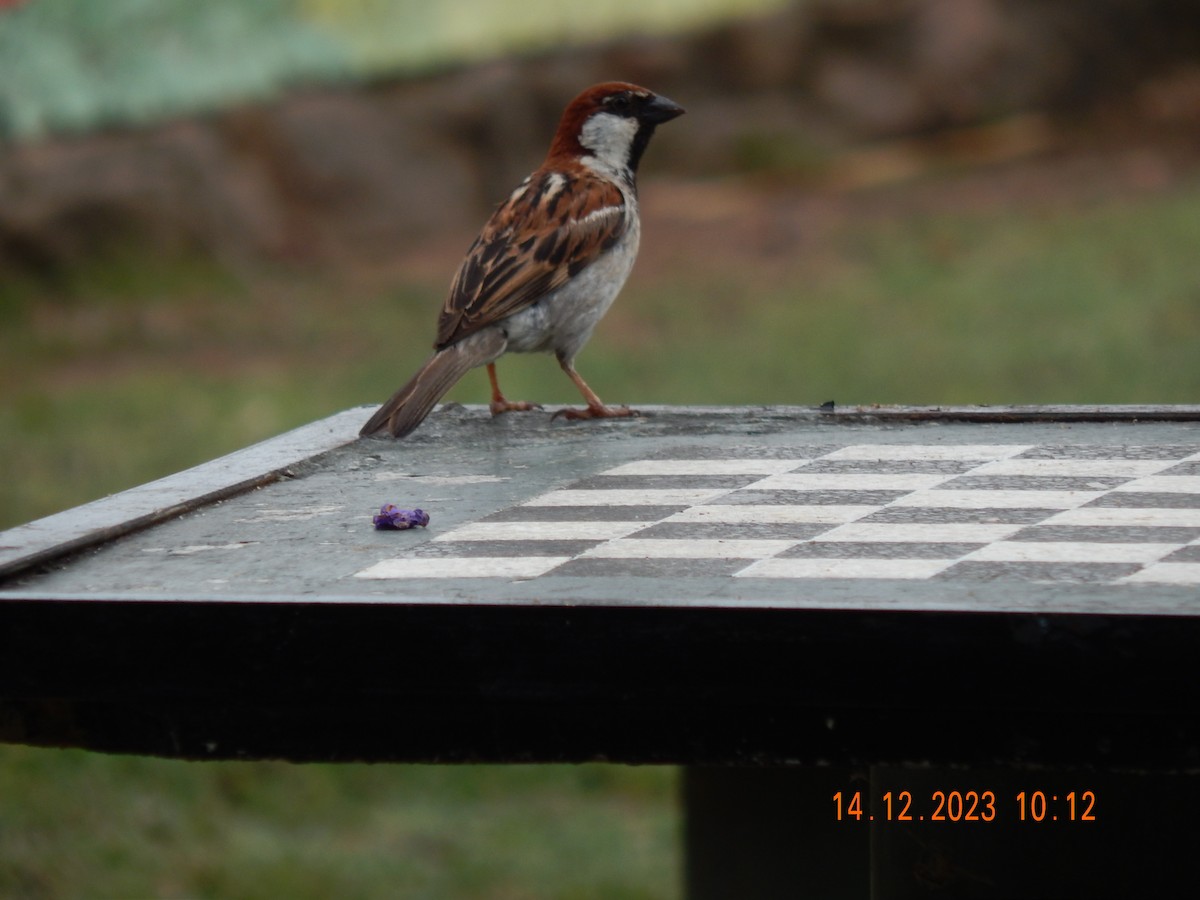 Italian Sparrow - ML613328007