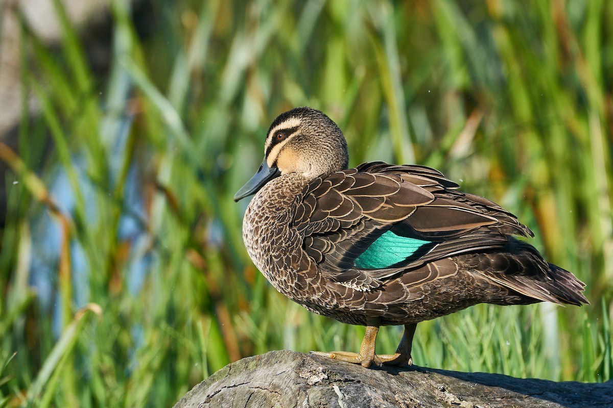 Pacific Black Duck - Robert Berry