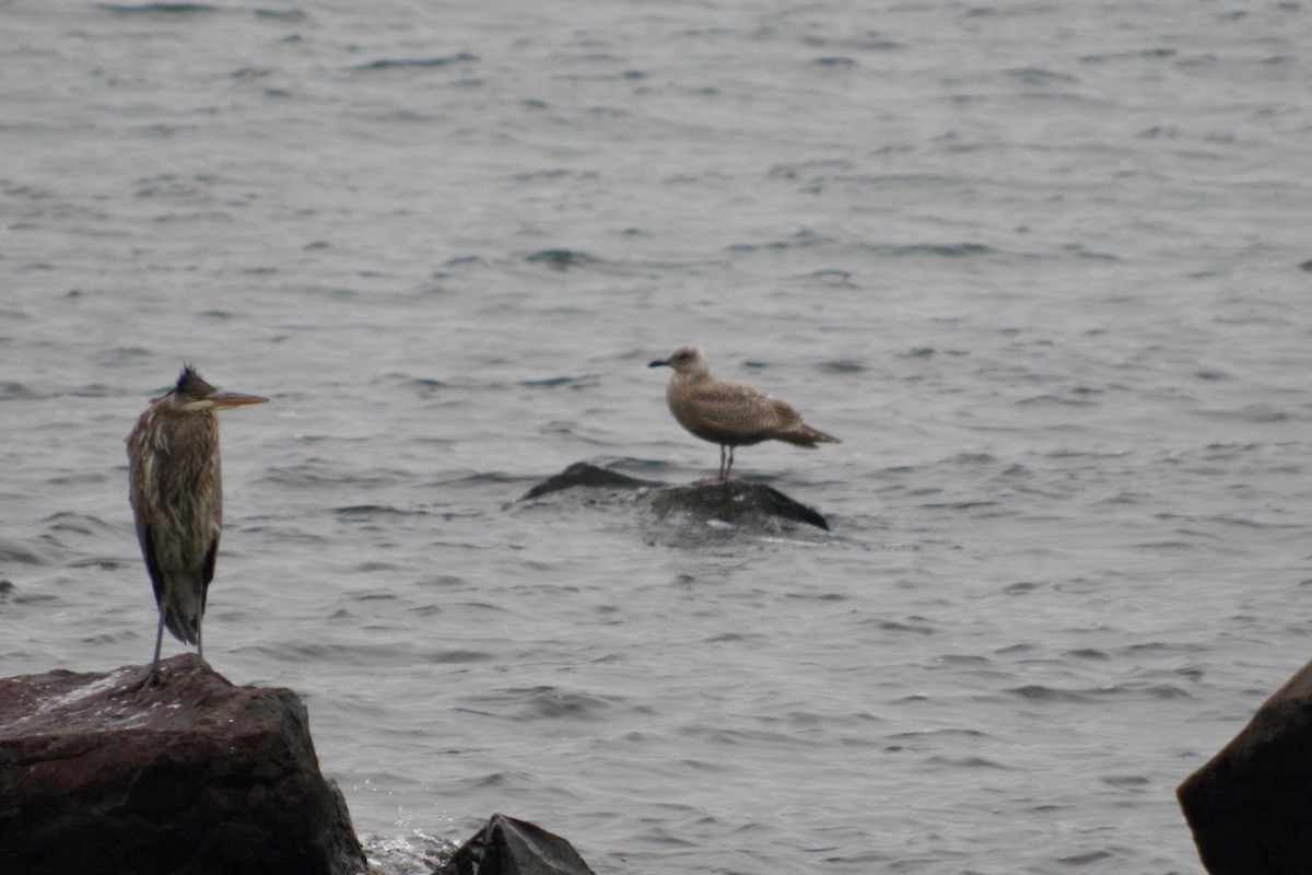 Iceland Gull (Thayer's) - ML613328100