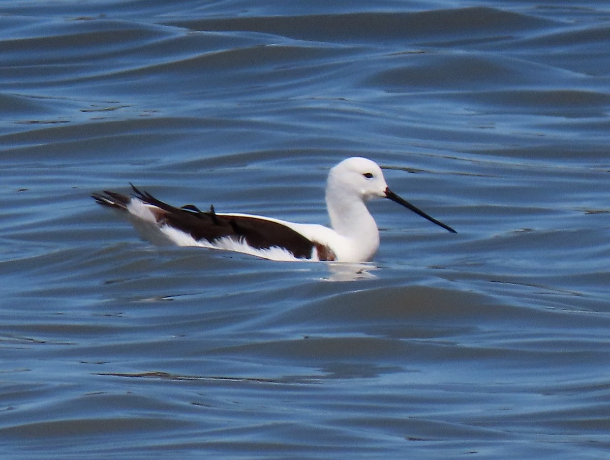 Banded Stilt - ML613328107