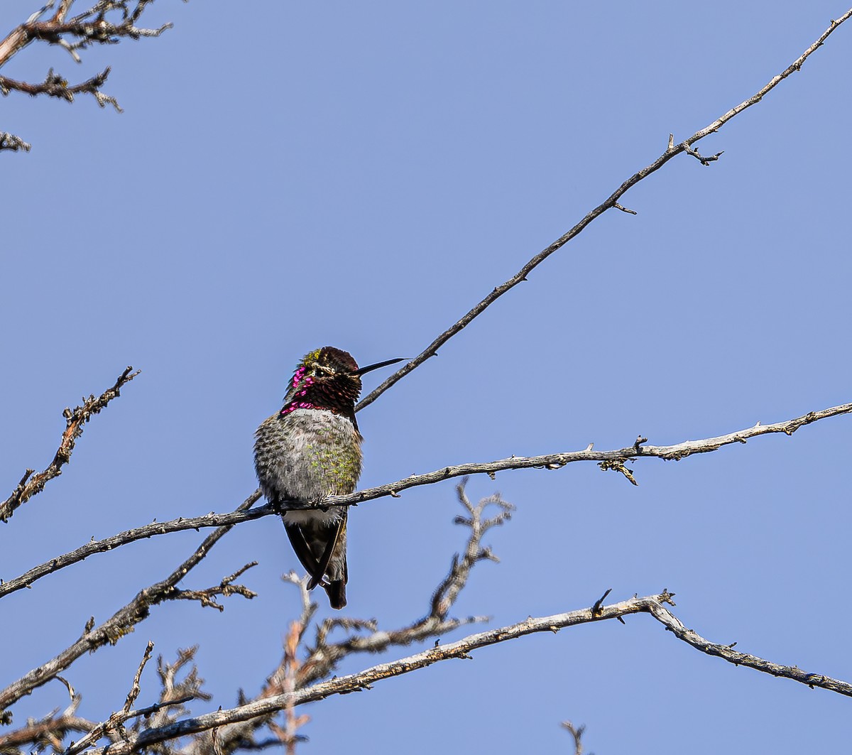 Anna's Hummingbird - Ken Miracle