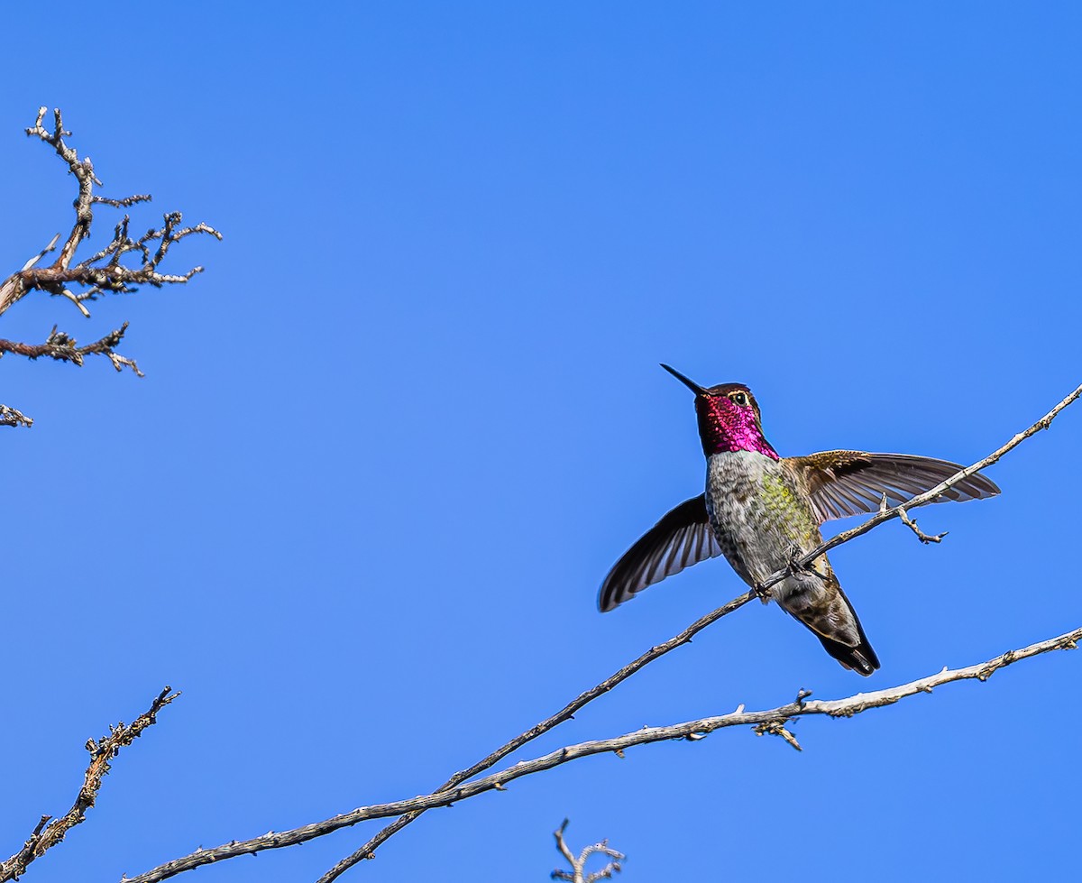 Anna's Hummingbird - Ken Miracle