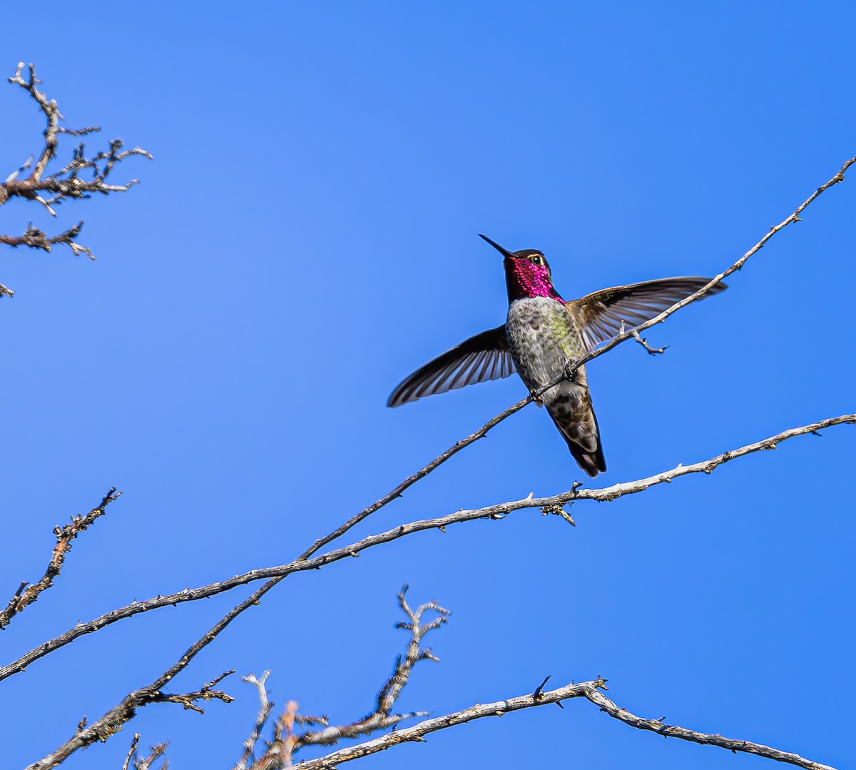 Anna's Hummingbird - Ken Miracle
