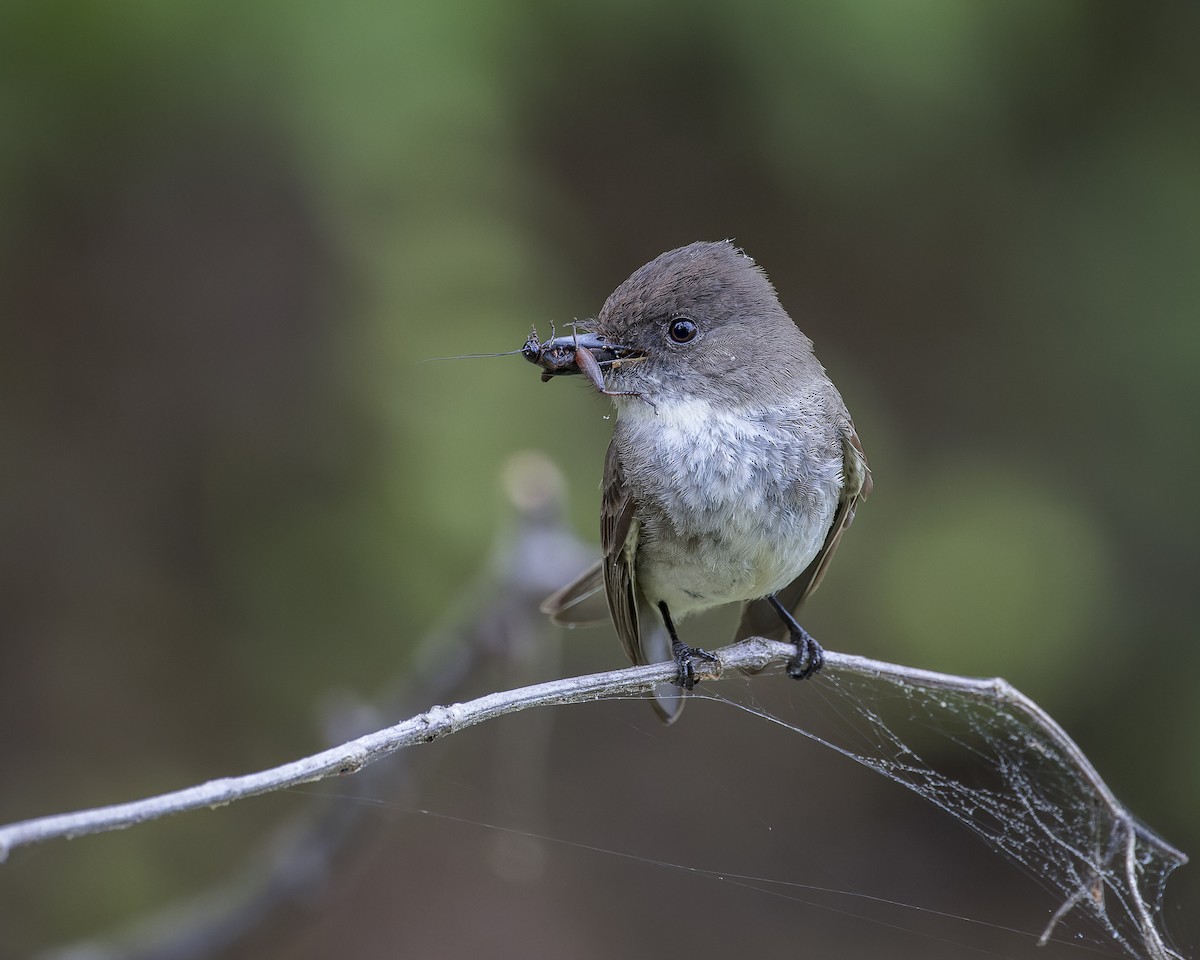 Eastern Phoebe - ML613328178