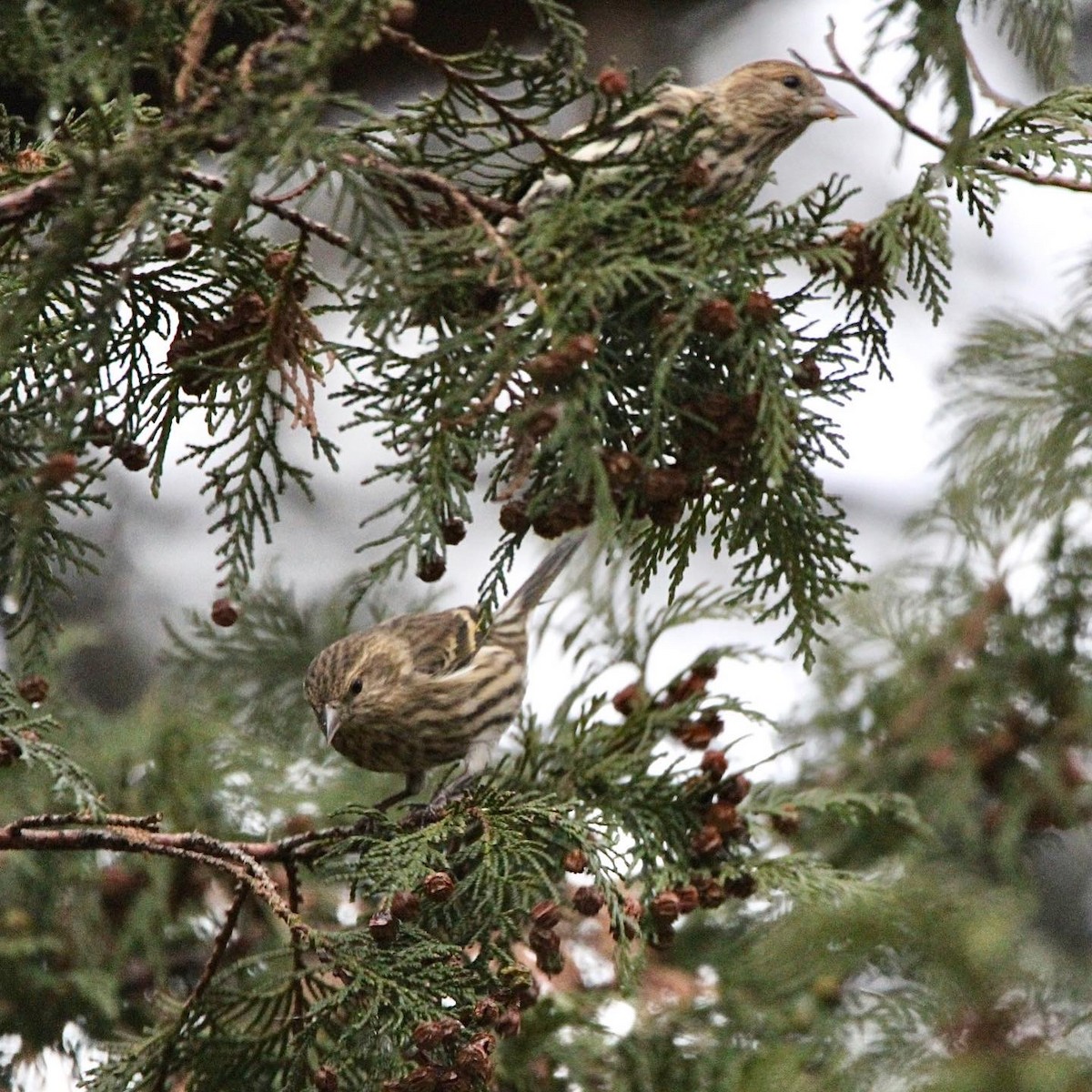 Pine Siskin - Lindsey Kunkel