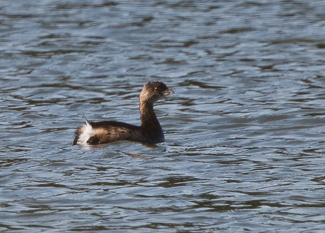 Pied-billed Grebe - ML613328197