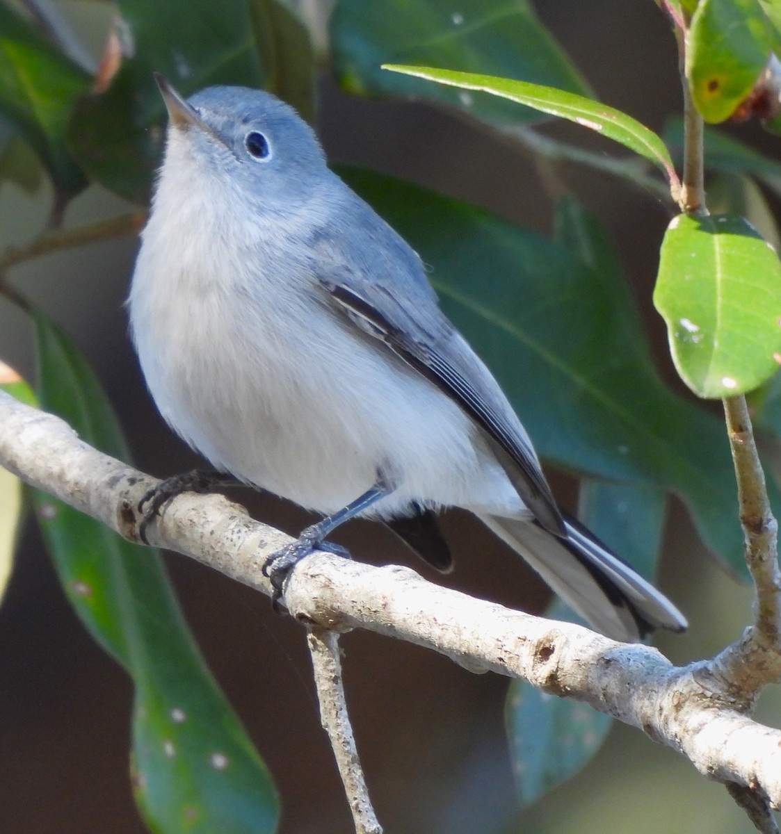 Blue-gray Gnatcatcher - ML613328205