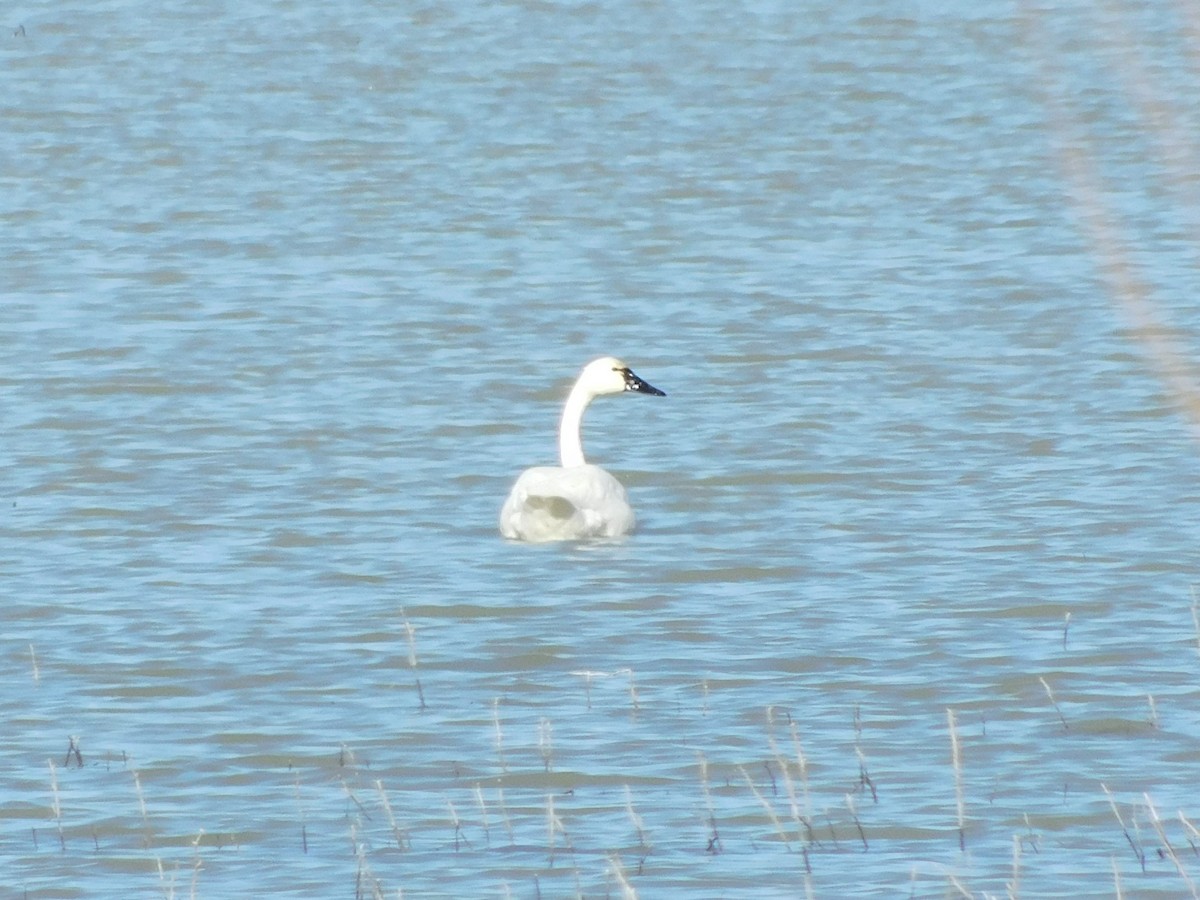 Küçük Kuğu (columbianus) - ML613328209