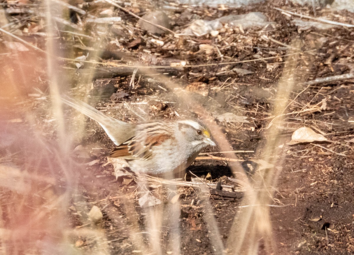 White-throated Sparrow - ML613328222