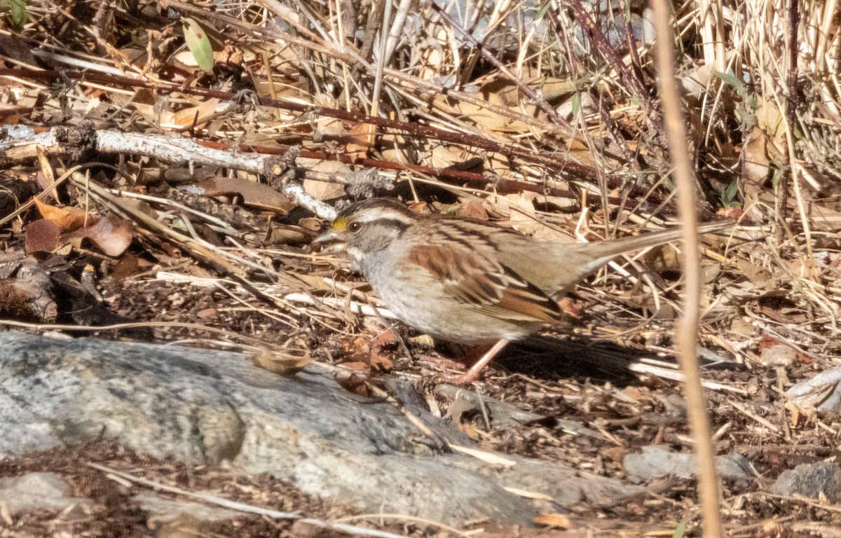 White-throated Sparrow - Wayne Smith