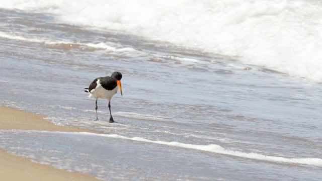 Pied Oystercatcher - ML613328234