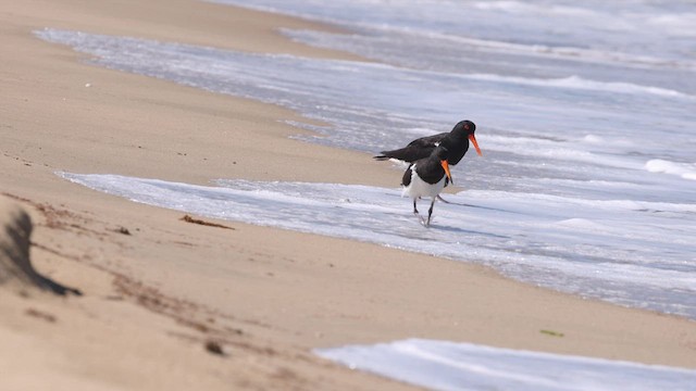 Pied Oystercatcher - ML613328397