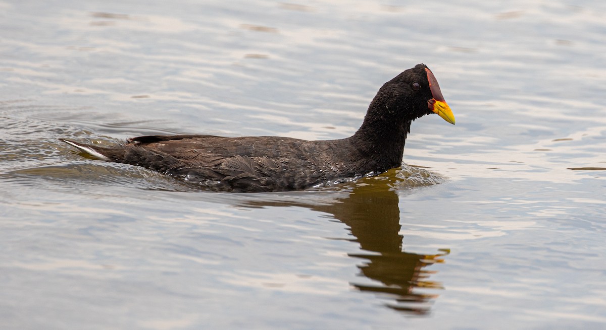 Red-fronted Coot - ML613328418