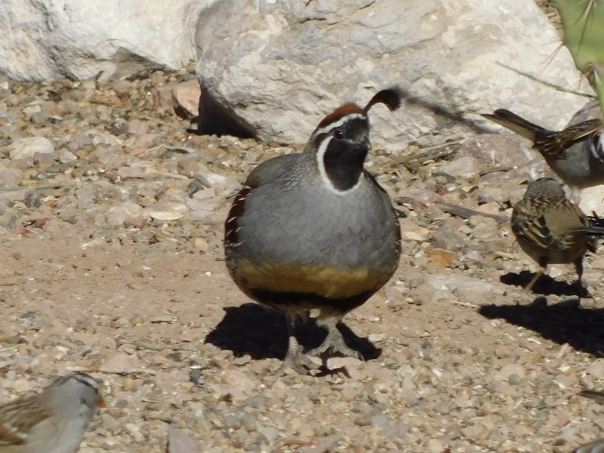 Gambel's Quail - ML613328532