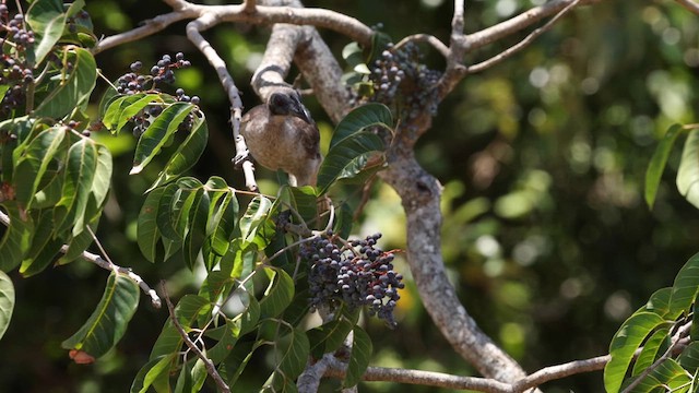 Helmeted Friarbird - ML613328551