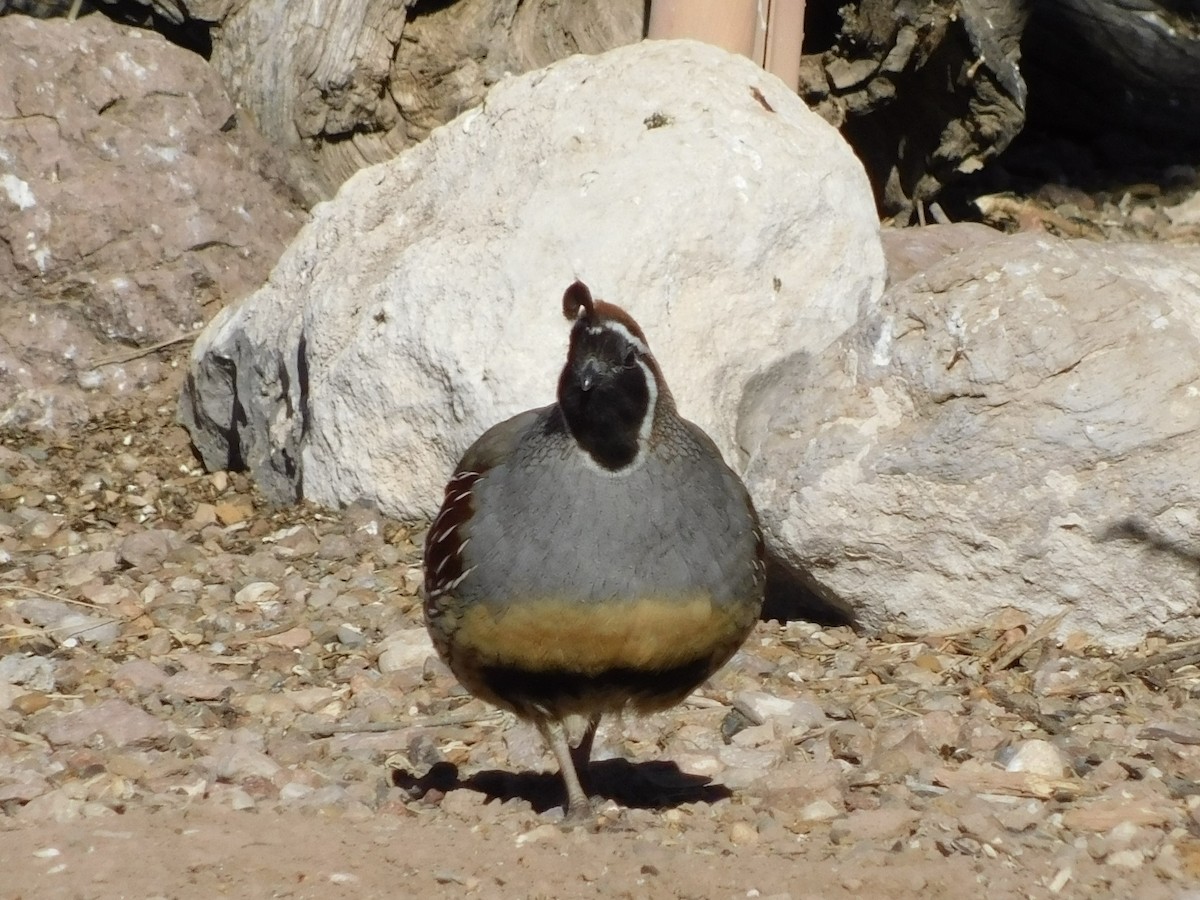 Gambel's Quail - ML613328552