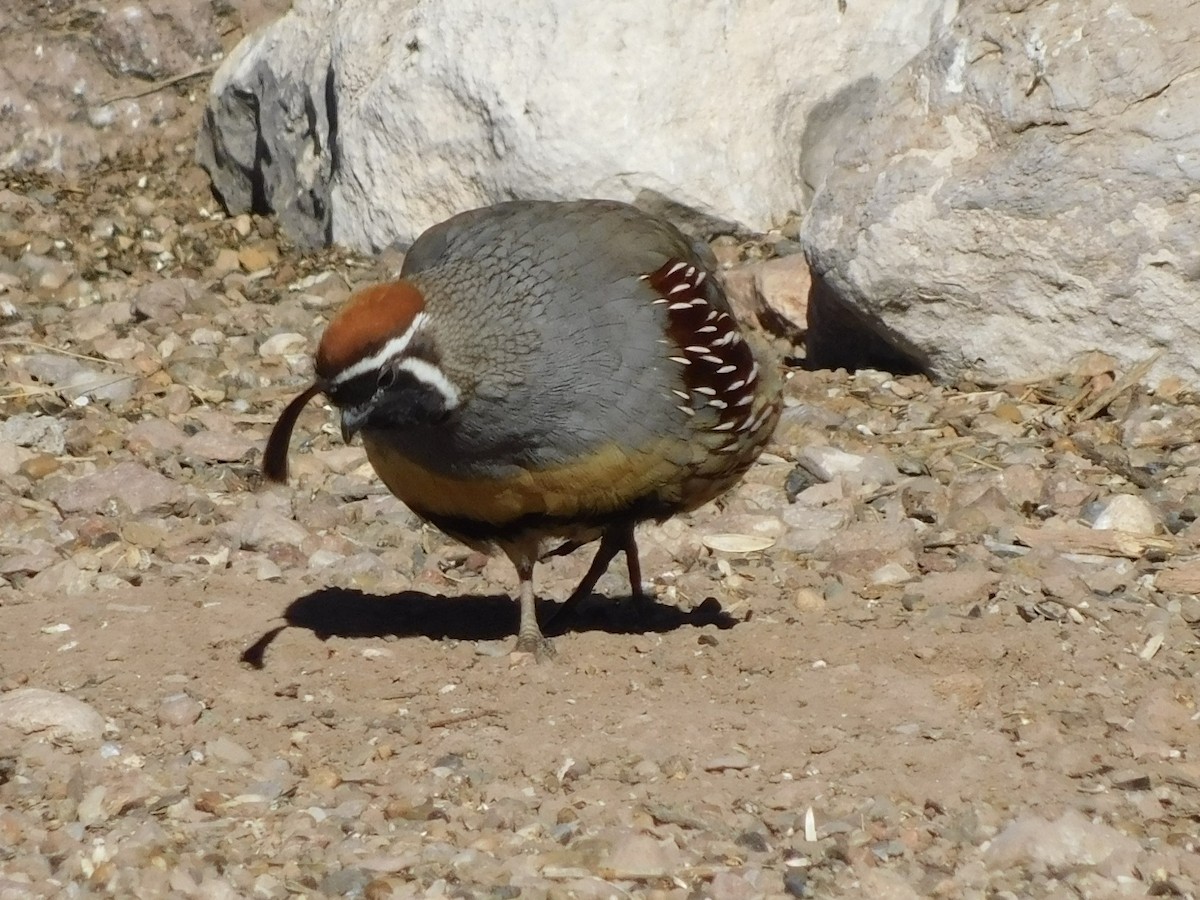 Gambel's Quail - ML613328563