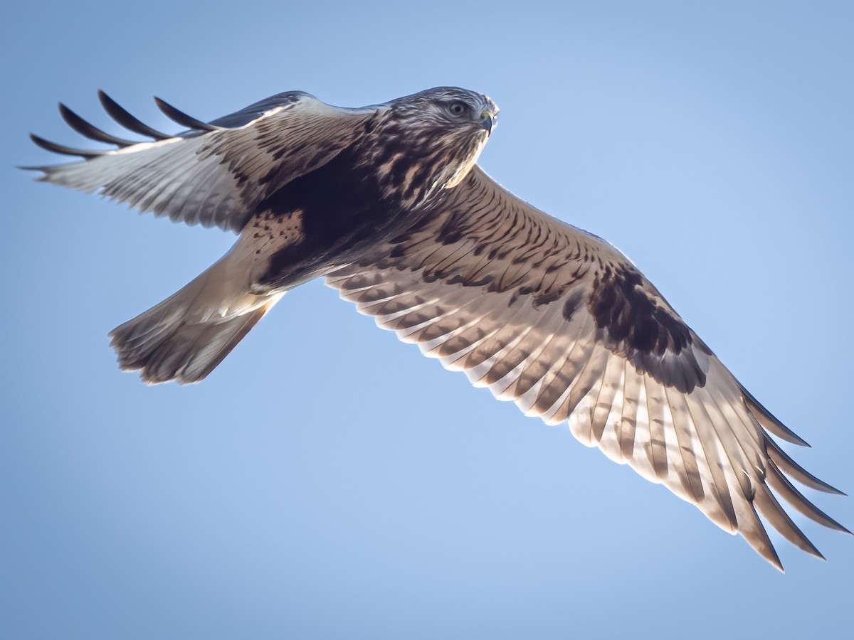 Rough-legged Hawk - ML613328572