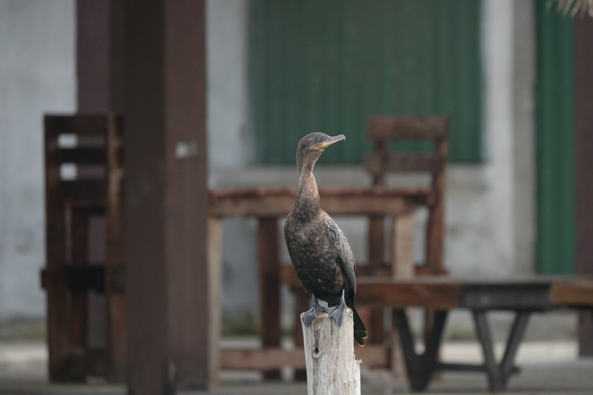 Neotropic Cormorant - ML613328584