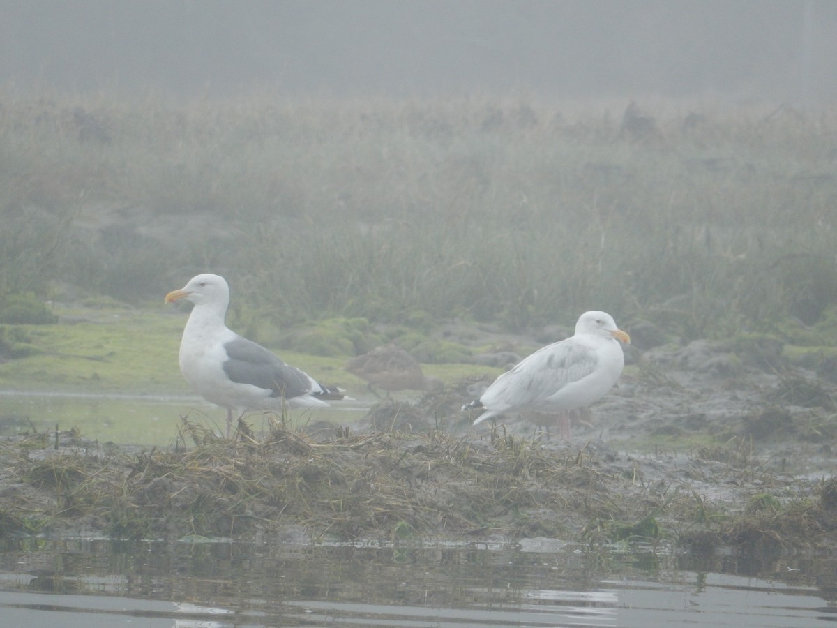 Herring Gull - ML613328607