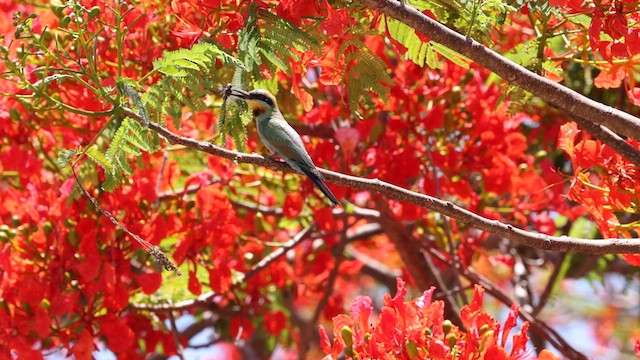 Rainbow Bee-eater - ML613328646