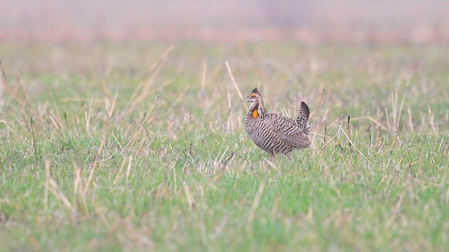 Tétras des prairies - ML613328709