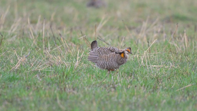 ソウゲンライチョウ - ML613328710