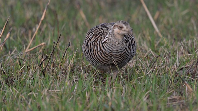 ソウゲンライチョウ - ML613328711