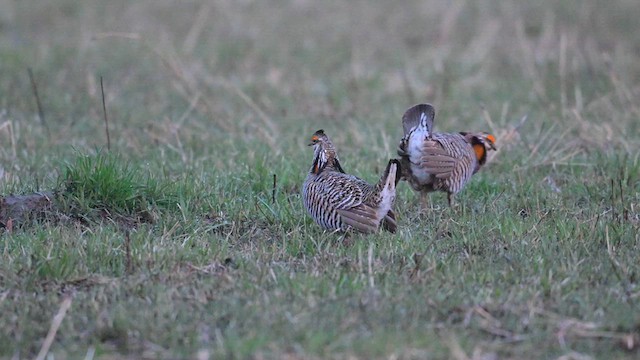 Greater Prairie-Chicken - ML613328716