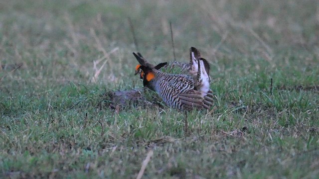 Greater Prairie-Chicken - ML613328718