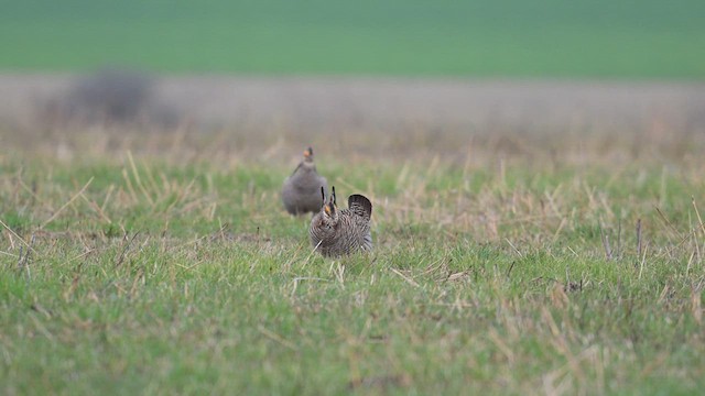 ソウゲンライチョウ - ML613328720